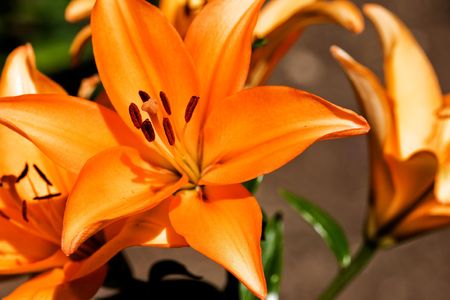 An orange lilly in a gardenの写真素材