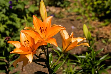 An orange lilly in a gardenの写真素材