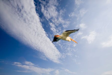A pelican bird in flightの写真素材
