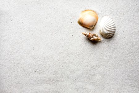 A shell on a background of golden warm sandの写真素材