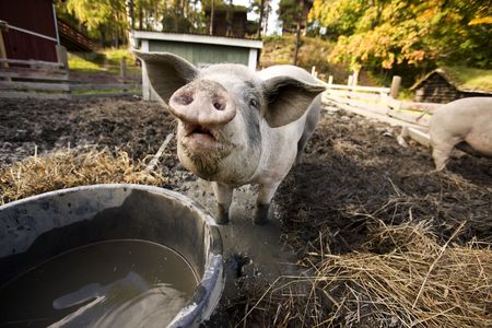 A curious pig at a watering bowl