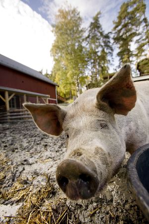 A curious pig in a pen