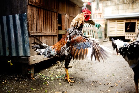 A colorful chicken in an indonesian marketの写真素材