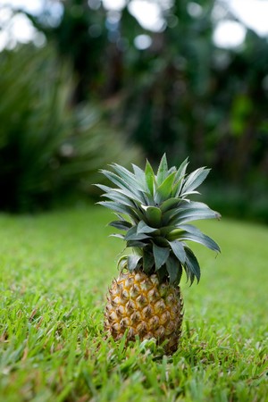 Fresh pineapple sitting in a garden on grassの写真素材