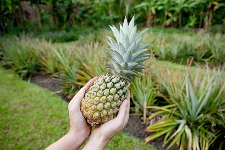 Fresh Pineapple held in hands in a pineapple gardenの写真素材