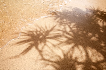 Palm tree shadow, sand and water - warm and relaxing
