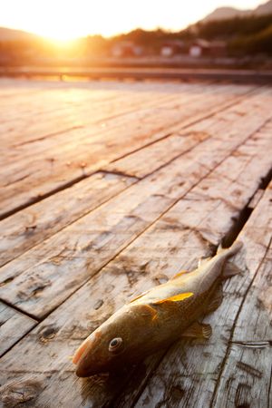 A fresh fish on a wooden dock in northern Norwayの写真素材