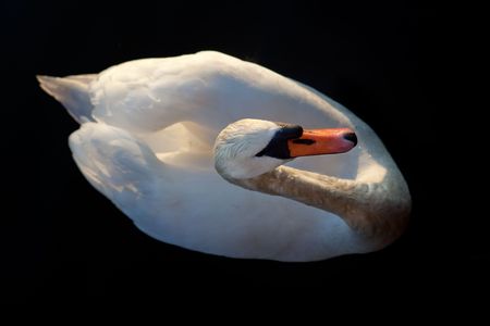 A while swan against a black backgroundの写真素材