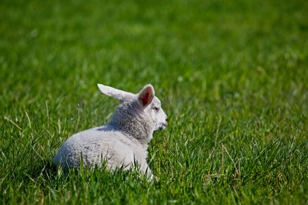 A lamb resting in a green meadowの写真素材