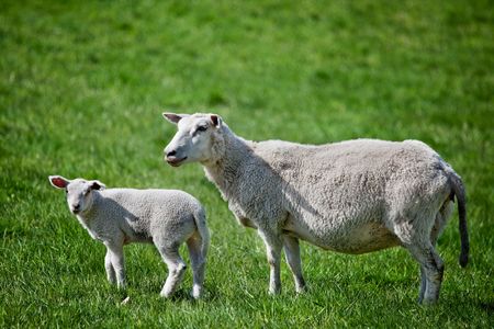A mother sheep, a ewe, with her lamb in a green pastureの写真素材