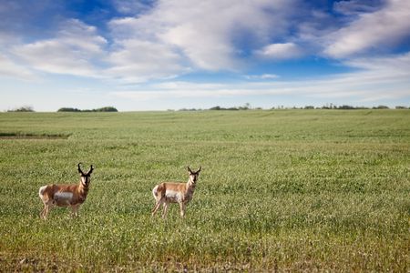 Prong Horned antelope in a field in rural Saskatchean.の写真素材