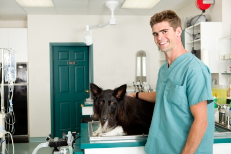 A small animal clinic with a dog on the surgery prep tableの写真素材