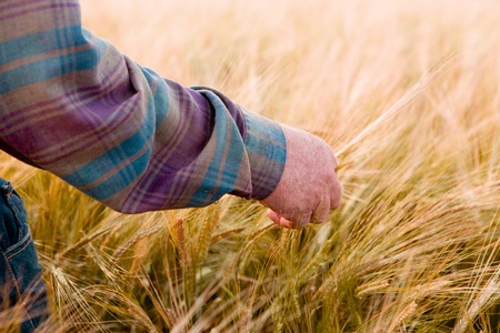 A farmer's hand looking at wheat ready to harvestの写真素材