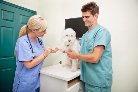 Female veterinarian with assistant examining dog's pawの写真素材