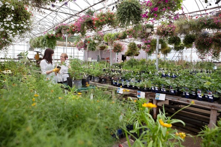Woman communicating with female worker while buying plant