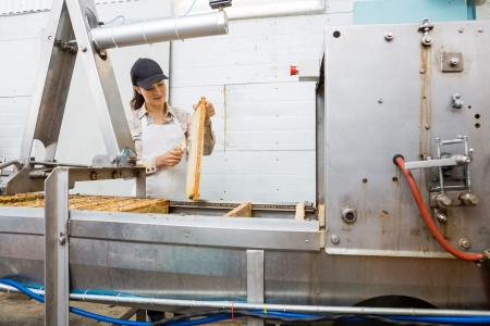 Young female beekeeper brushing honeycomb before extracting honey in factory