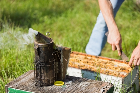 Bee smoker with apiarist working in his apiary on farm