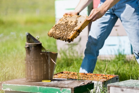 Midsection of male apiarist smoking a beehive on apiary