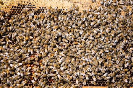 Detail of bees swarming on a honeycomb
