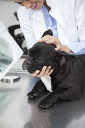 Midsection of female vet holding French Bulldog's head on table at clinicの写真素材