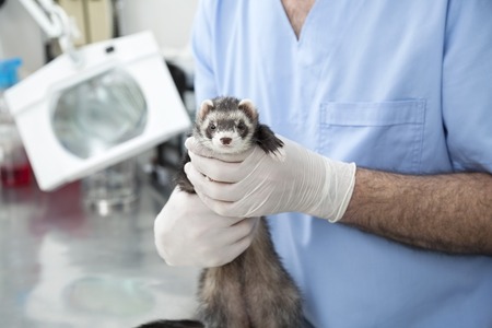 Portrait of cute weasel held by male doctor in clinicの写真素材