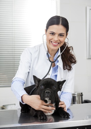 Portrait of confident female vet examining French Bulldog with stethoscope on bed at clinicの写真素材