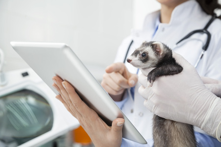 Cropped image of doctor's hands holding weasel while colleague using digital tablet in clinicの写真素材