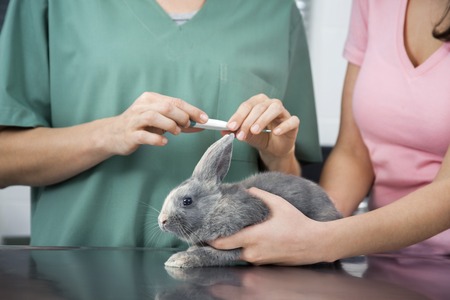 Midsection of female nurse measuring temperature of rabbit with thermometer by woman in clinicの写真素材