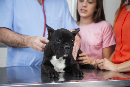 Portrait of French Bulldog lying on table while male vet and family standing in clinicの写真素材
