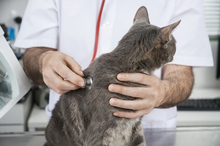 Midsection of male doctor examining ill cat with stethoscope in clinicの写真素材