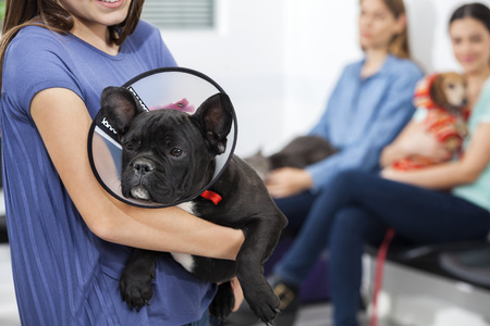 Midsection of girl holding French Bulldog with cone in clinic's waiting area