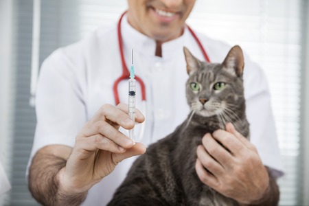 Midsection of male vet holding injection for sick cat in clinic