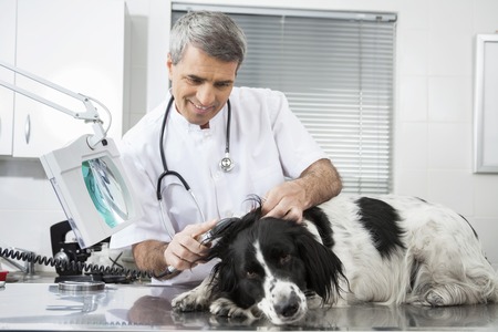 Mature smiling doctor examining Border Collie's ear with machine in clinicの写真素材