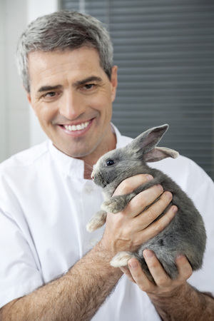 Smiling mature male vet holding at rabbit in clinicの写真素材