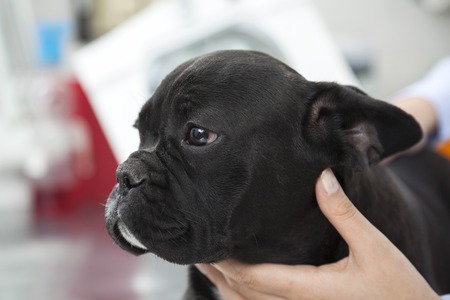 Closeup of female vet touching French Bulldog in clinicの写真素材