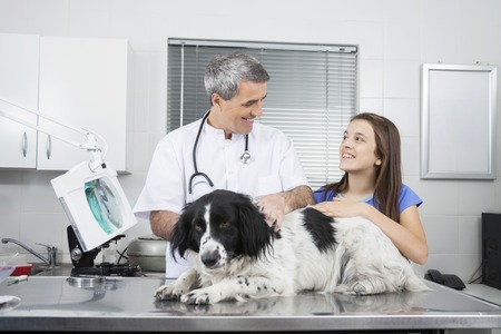 Happy male doctor and girl with Border Collie on table in clinicの写真素材