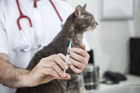 Midsection of male doctor holding injection for ill cat in clinicの写真素材