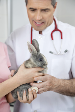 Mature male vet examining cute rabbit held by woman in clinicの写真素材