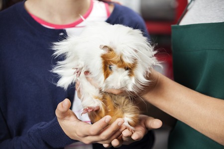 Midsection of girl and saleswoman holding cute guinea pig at storeの写真素材