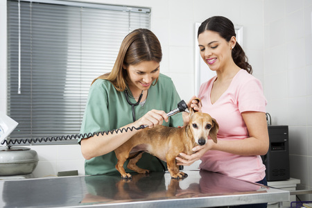 Smiling female vet examining dachshund's ear with otoscope by woman in clinic