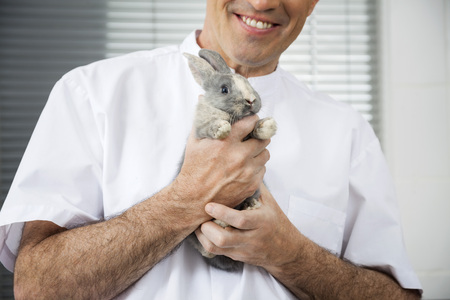 Midsection of smiling mature vet holding rabbit in clinicの写真素材