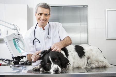 Portrait of mature smiling doctor examining Border Collie's ear with machine in clinicの写真素材
