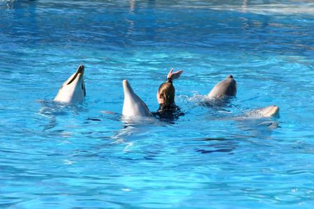 dolphins dancing in the water with their trainerの写真素材