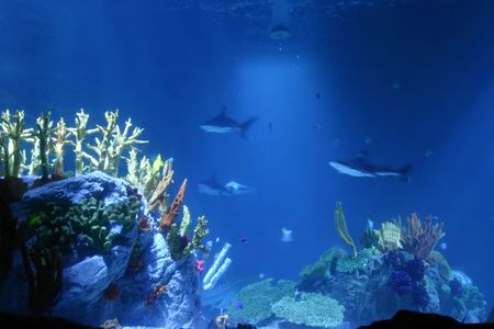 wallpaper of sharks swimming amongst the coral a lovely blue marine sceneの写真素材