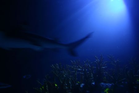 light shining down onto a sharks moving tailの写真素材