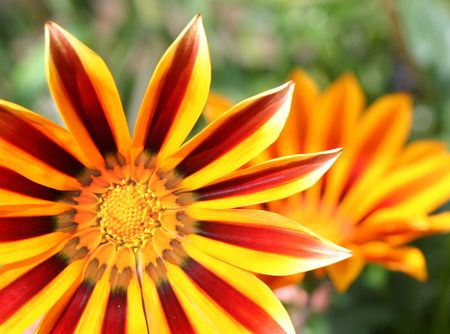 tigerstripe gazania set in the corner of the pictureの写真素材