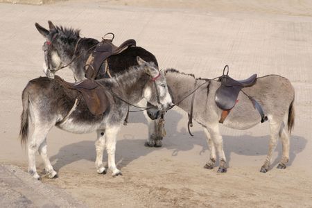 three donkeys waiting patiently on the beachの写真素材