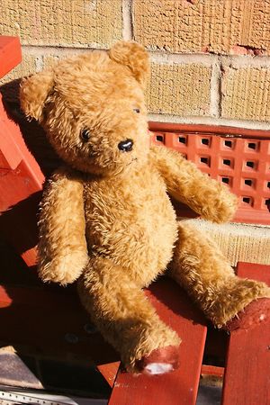 old teddy sunbathingの写真素材