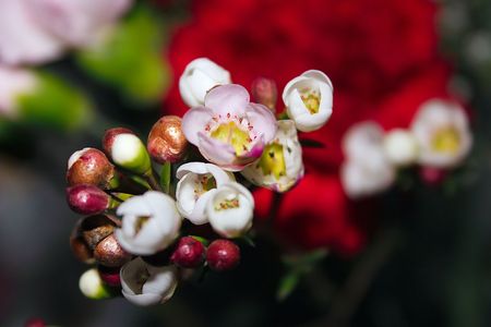 small white and pink flowers in a bouquetの写真素材