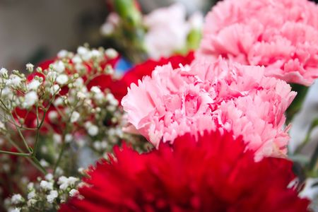 red and pink carnations and gypsophilaの写真素材